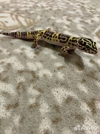 Геккон эублефар