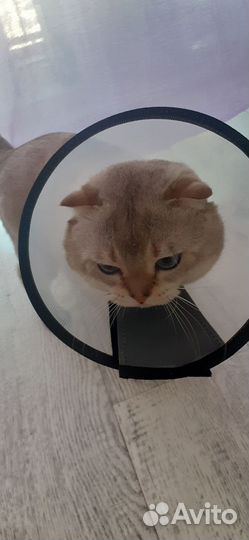 Ветеринарный воротник