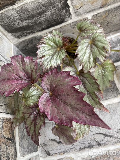 Бегония купферконигин