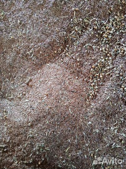 Лен масличный