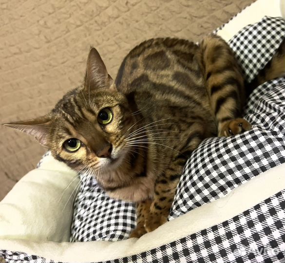 Бенгальская