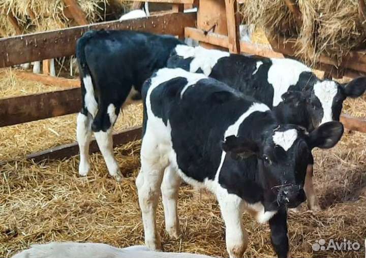 Продаем бычки