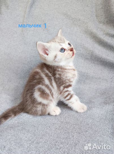 Котята британцы