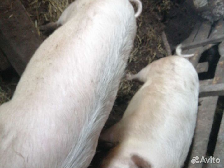 Поросята на мясо домашние