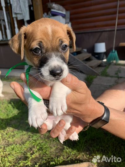 Щенки джек рассел терьер