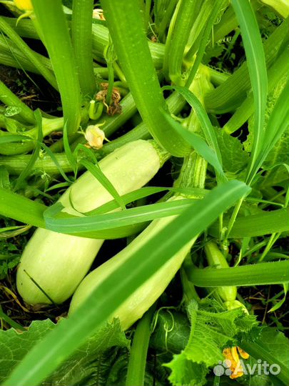 Кабачки домашние