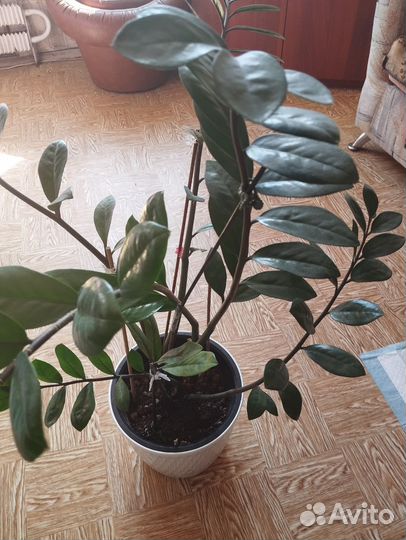 Замиокулькас