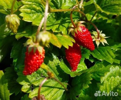 Земляника ремонтантная али-баба