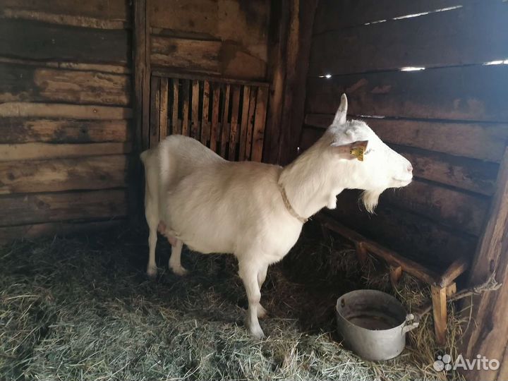 Коза и козел