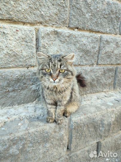 Классная кошка
