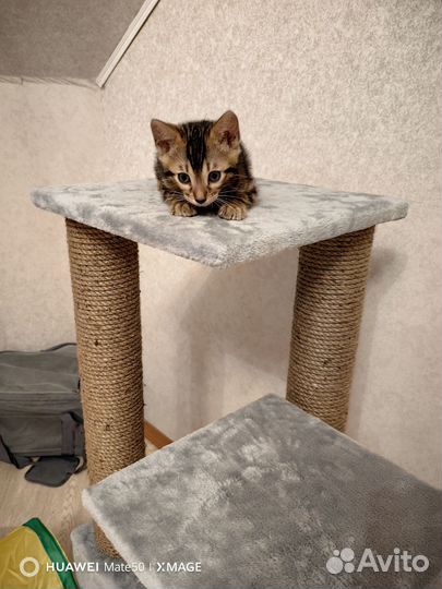 Бенгальская