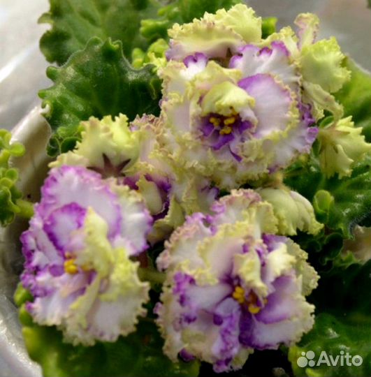 Фиалки во всей красе