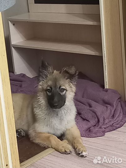 Собачка (щенок)