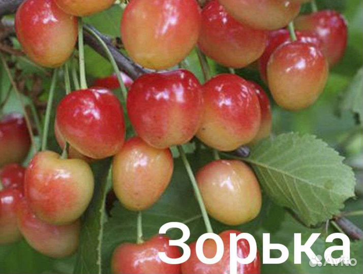 Саженцы Черешни