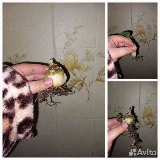 Комнатные растения