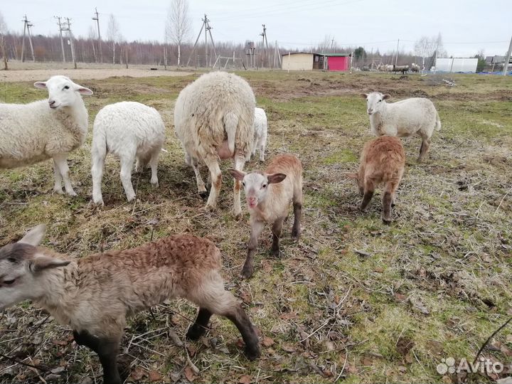 Катумский баран