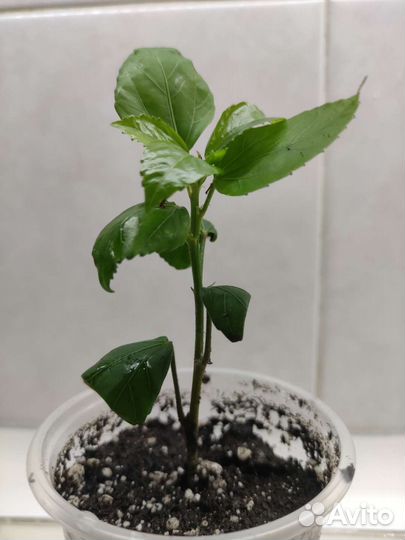 Гибискус белый Swan Lake (Лебединое озеро)