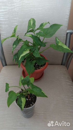 Сингониумы сортовые-2