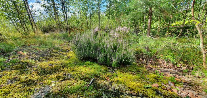 Участок 8 сот. (СНТ, ДНП)