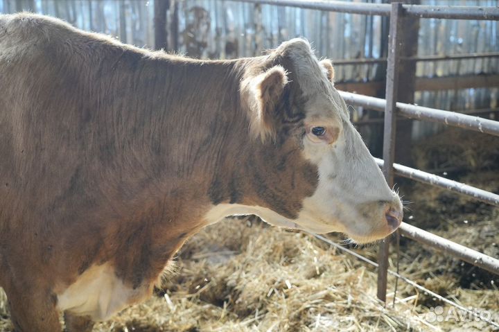 Телки Герефорд класса класса элита и элита-рекорд