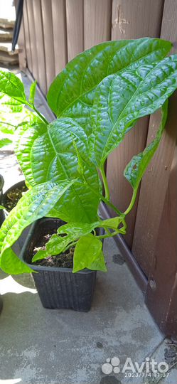 Пассифлора маракуйя