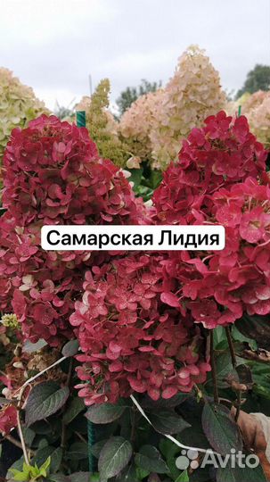 Гортензия метельчатая