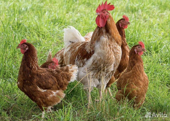 Куры молодки несушки Ломан Браун