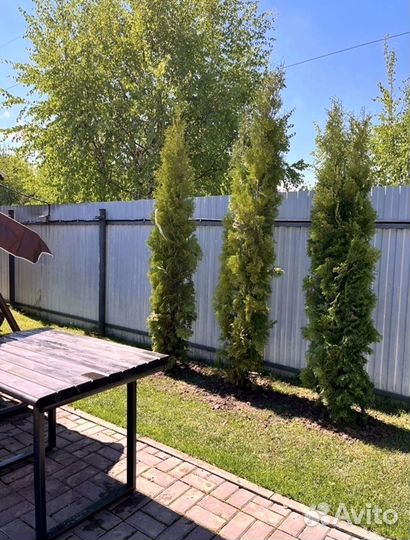 Туи западные