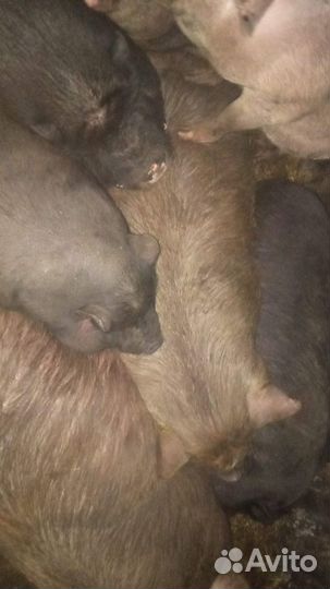 Предлагаются вьетнамские свиньи оптом