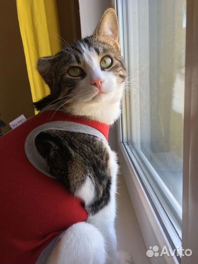 Гоша нуждается в добрых и заботливых ручках