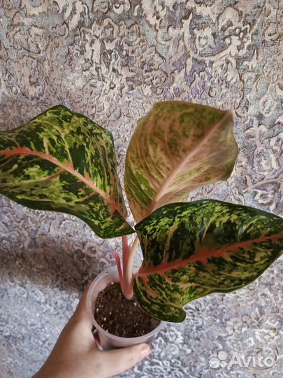 Аглаонема комнатные цветы
