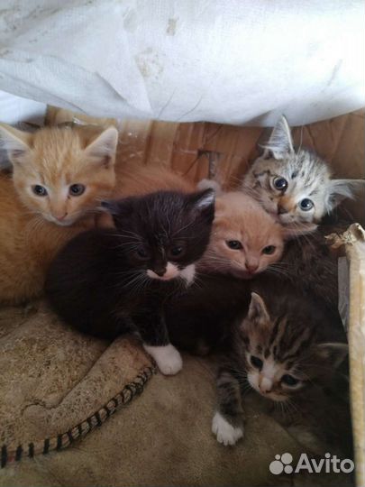 Котята в добрые руки