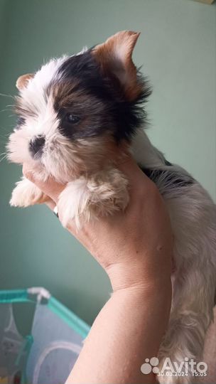 Щенки бивер