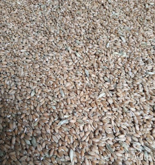 Пшеница озимая, Рожь озимая корма