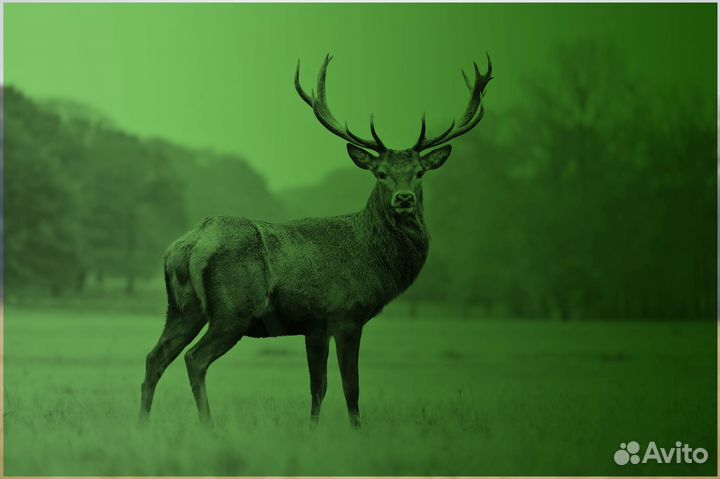 Ремонт пнв (приборов ночного видения) тепловизоров