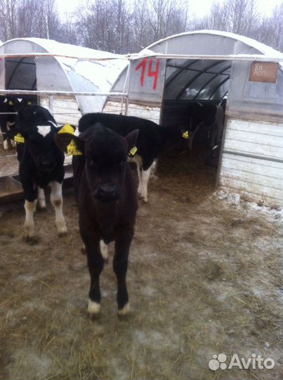 Телята бычки