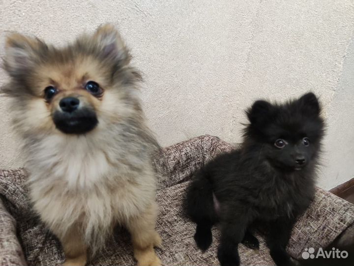 Щенки шпица