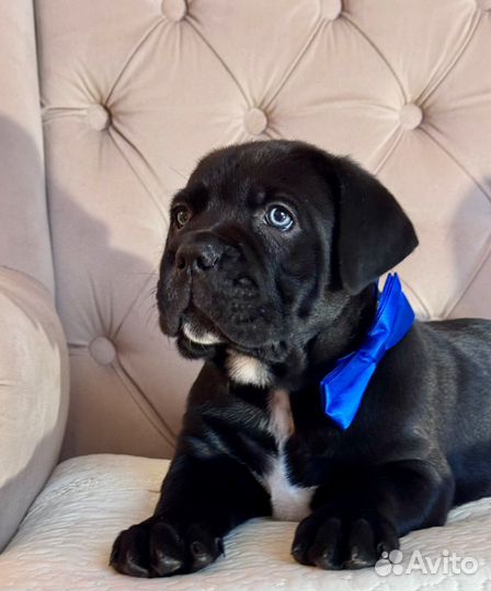 Щенки кане-корсо