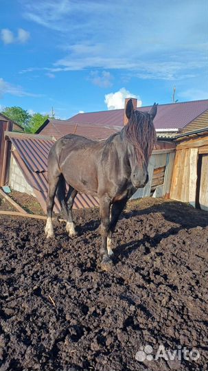Продам кобылу