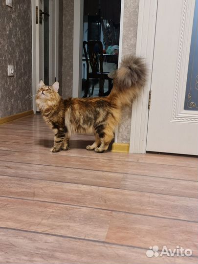 Котята питомника Норвежской лесной кошки