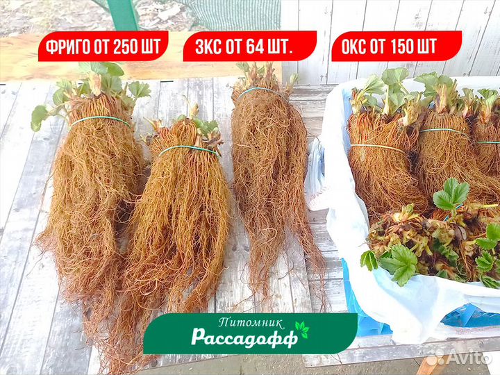 Рассада клубники. Элитные сорта. Оптом