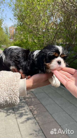 Кавалер кинг чарльз спаниель