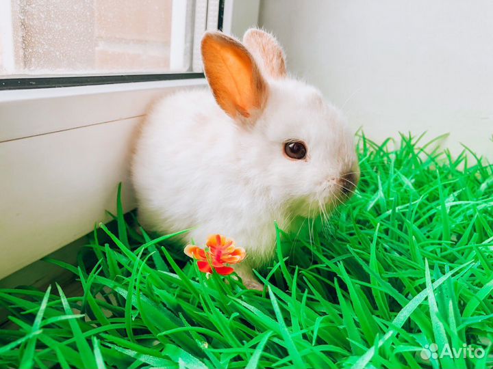 Мини Карликовый кролик - королевский