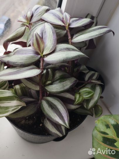 Традесканции