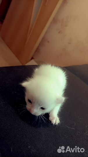 Котята турецкой ангоры