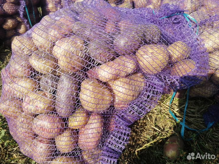 Картофель без агрохимии (эко), мёд со своей пасеки