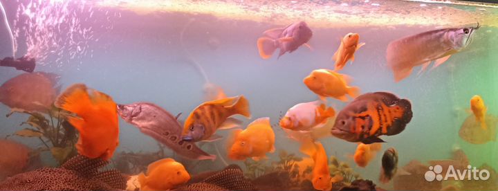 Анциструс птеригоплихт