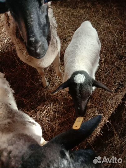 Ягнята дорперы чистокровные И F 4