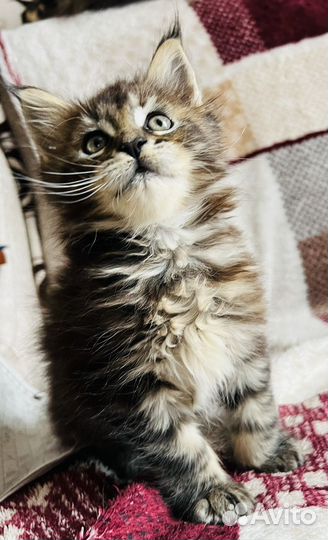 Котята мейн-кун