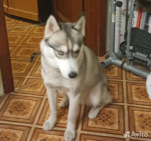 Сибирский хаски